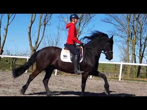 Stal Okkema's Macho - Haitse x Sjaard - Z1 dressage + 5 - gelding - 2012