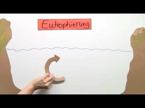 EUTROPHIERUNG EINES SEES | Biologie | Ökologie