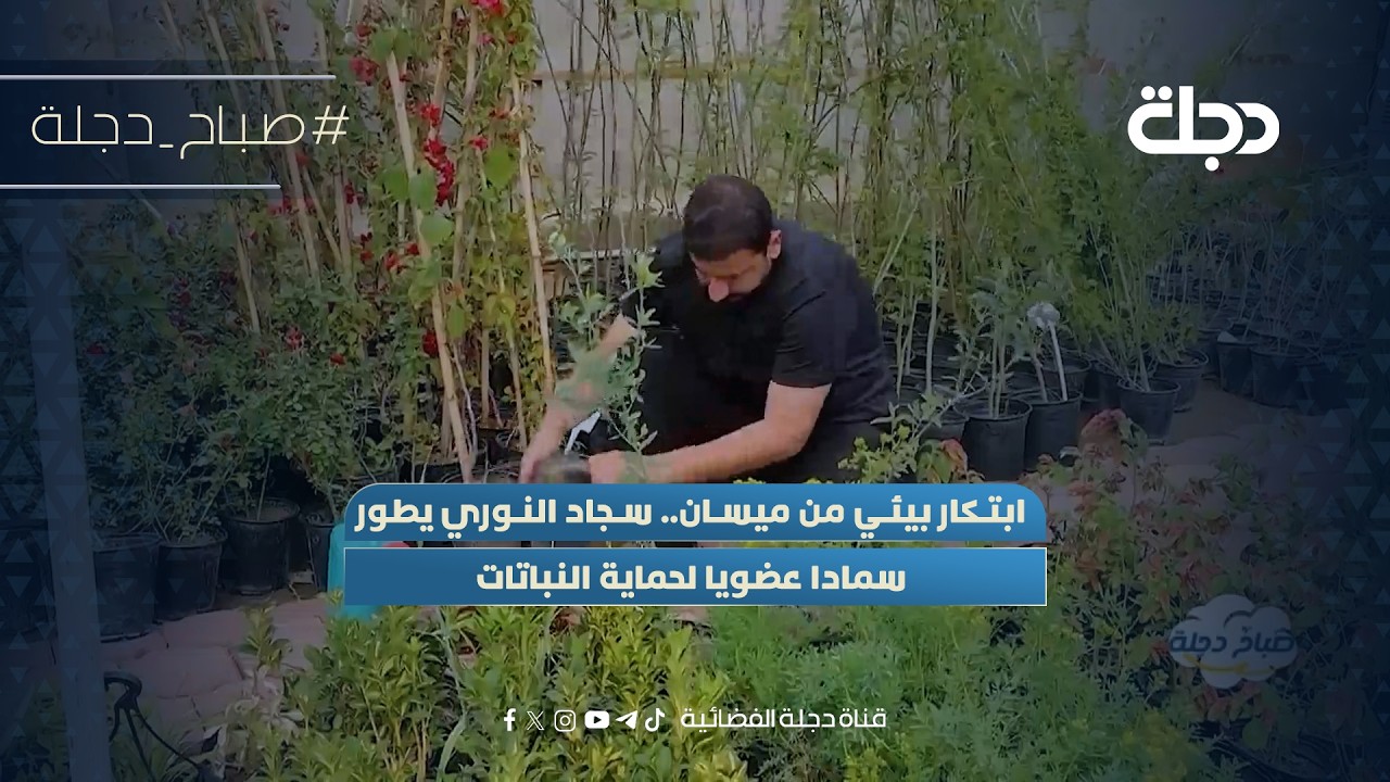 فيديو | ابتكار بيئي من ميسان.. سجاد النوري يطور سمادا عضويا لحماية النباتات