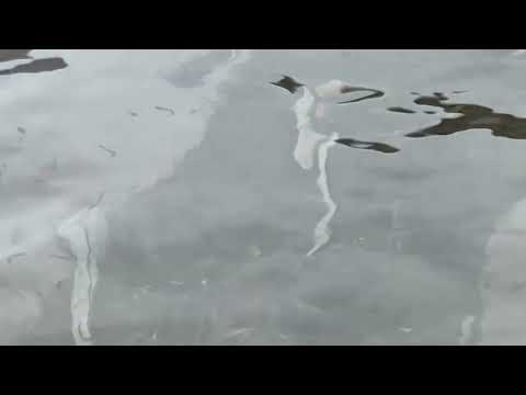Boat Cover Loaded with Mosquito Larvae in East Brunswick, NJ