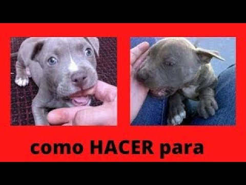 ✅como EVITAR que MI cachorro PITBULL MUERDA✅ como EDUCAR a tu cachorro PITBULL para que NO MUERDA