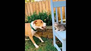 CACHORRO PROVOCOU O GATINHO MAS A MÃE DELE DEFENDEU #shorts