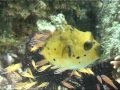Bali Fish السمكة 魚 मछली 魚 물고기 рыбы Ryba ปลา Cá