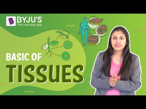 Class 6-10 - Basics of Tissues