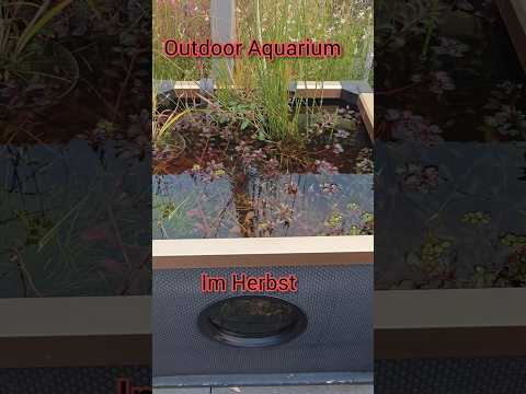 Outdoor Aquarium in Autumn - How are the Medaka doing?