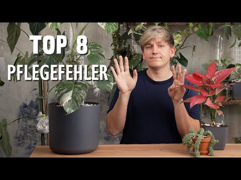 The 8 most common care mistakes with houseplants & how to avoid them 🪴