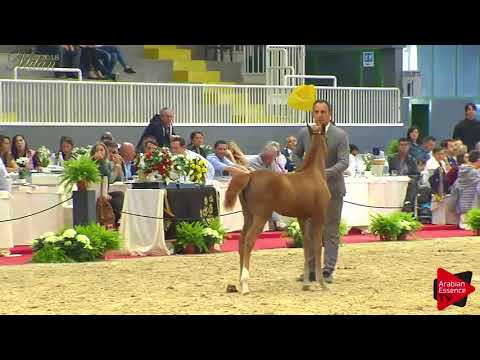 N.100 VA LUNA EVITA - Milan 2018 - Futurity Fillies (Class 13)