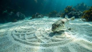 Intelligent Creatures That Create Mathematically Patterns Better Than Humans