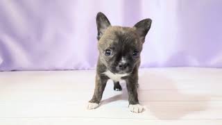 ハーフ犬の動画01