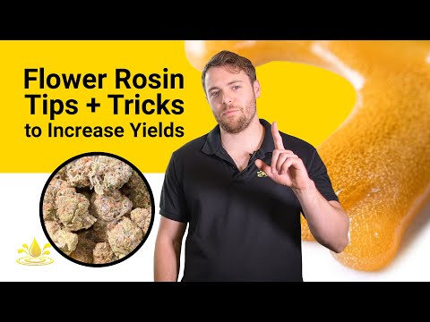 Flower Rosin Tips & Tricks to Increase Yields