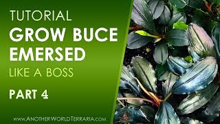 Grow Buce Emersed (Like a Boss!) - Part 4