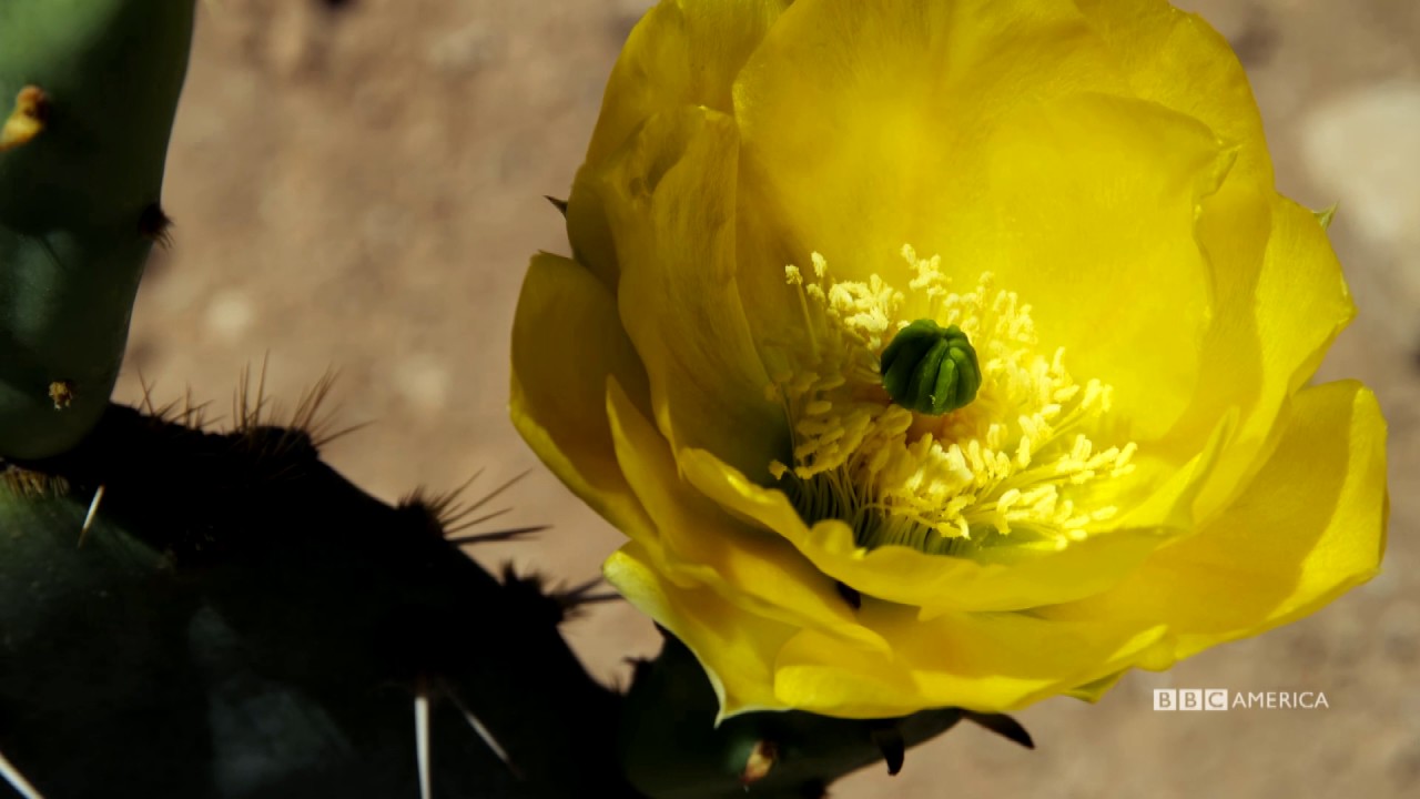 Wild West | Series Premiere | August 19 @ 9/8c on BBC America