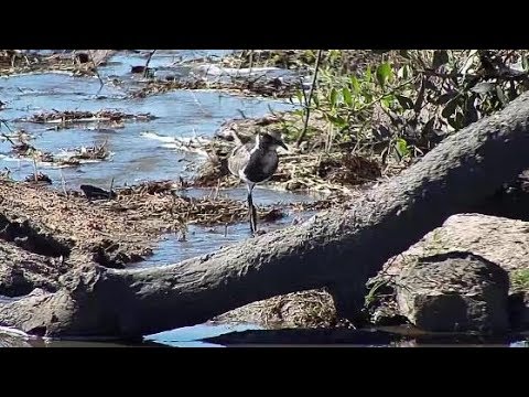 Djuma: Blacksmith Lapwing chick/teen - 14:20 -  09/09/19