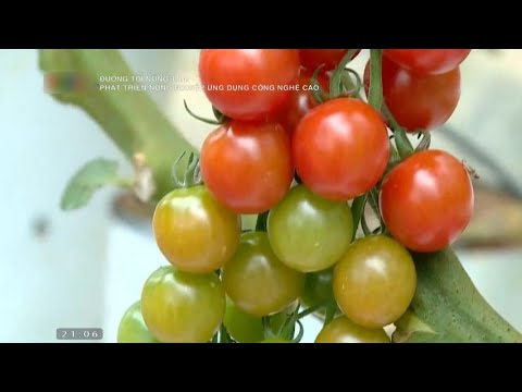, title : 'Mô hình trồng cà chua ứng dụng công nghệ cao'
