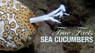 True Facts: Sea Cucumbers