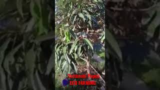 Download lagu TESTIMONI PUPUK ORGANIK SUPER AKTIF ECO FARMING PADA TANAMAN DURIAN DI LOMBOK NTB mp3