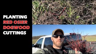 Planting Red Osier Dogwood Cuttings on the New Farm