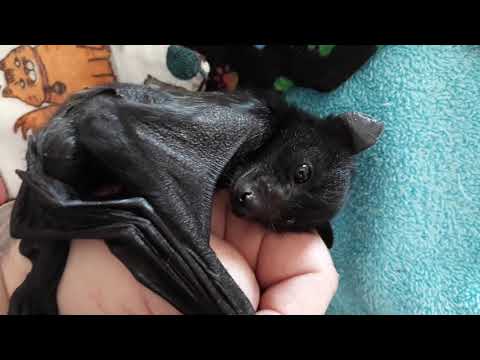 download lagu mp3 mp4 Black Bats, download lagu Black Bats gratis, unduh video klip Black Bats