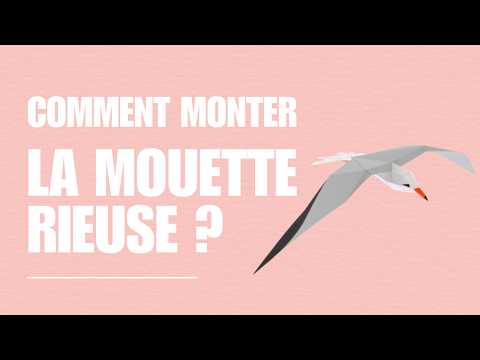 Mouette Rieuse - vidéo de présentation