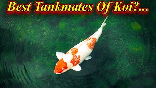 Koi மீனுடன் சேர்த்து போடக்கூடிய மீன்கள்? Best Tankmates Of Koi Fishes In Tamil / Fish Aquarium Tamil