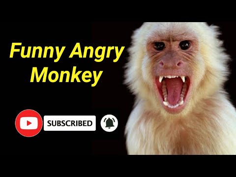 Funny Angry Monkey