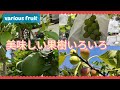 【無農薬】ほぼ植えっぱなしなのに美味しい果樹栽培 家庭菜園