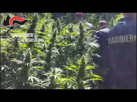 Ritrovamento piantagione marijuana a San Luca (06/07/2017)