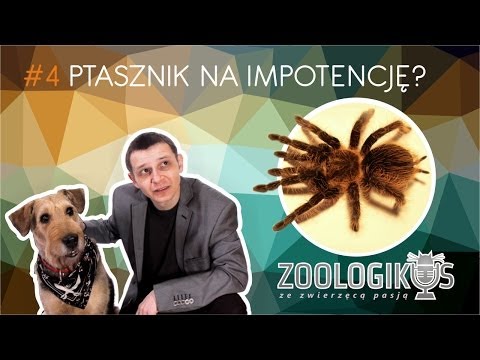 Prawdomówni opinii młot Thora Produkt przeciwko impotencji tsyanlima