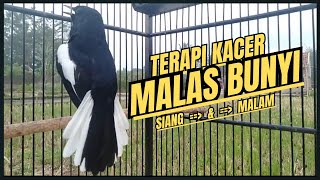 Download lagu Suara Burung Kacer Bikin Lawan Emosi Gacor, Pancingan Kacer Agar Cepat Emosi Gacor mp3