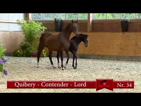 Nr 34 Fohlen v  Quibery   Contender