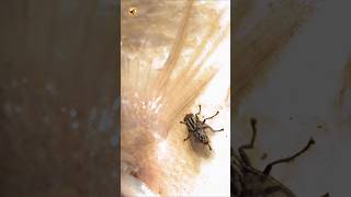 Flesh Fly Sounds 💛 The Persistent Buzz of a Scavenger