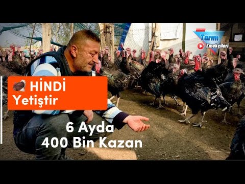 , title : '6 Ayda, 400 Hindi Yetiştirdi. Püf noktası. #hindi #balıkesir  How to start Turkey Farming business'