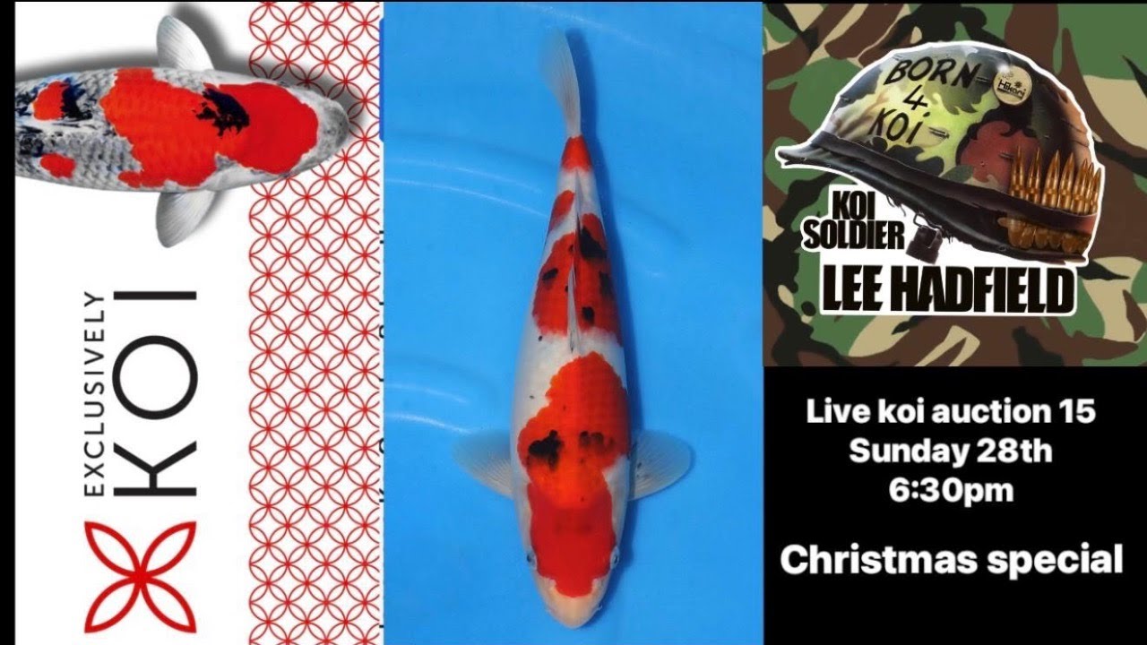 Live Koi Auction No 15 Christmas Special