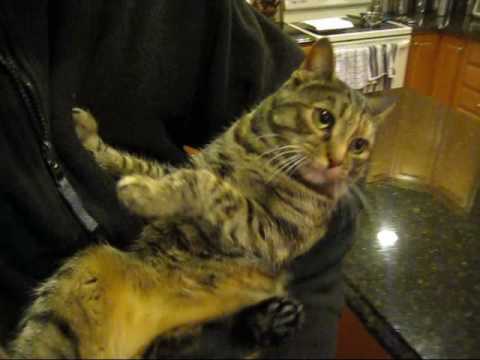 Nimur, Naman, and Nader