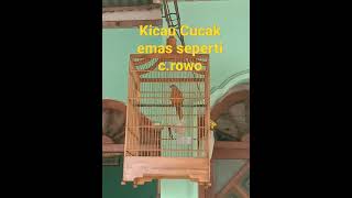 Download lagu cucak emas gacor ropell... mp3