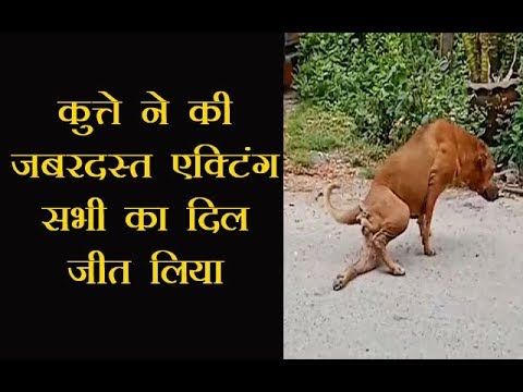 कुत्ते ने किया पैर टूटने का जबरदस्त नाटक, वायरल हुआ VIDEO कुत्ते ने किया पैर टूटने का जबरदस्त नाटक, वायरल हुआ VIDEO
