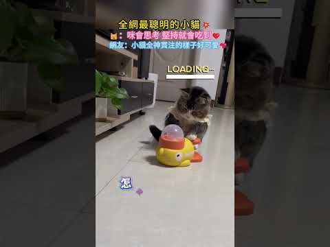全網最聰明的小貓💥 🐱：咪會思考 堅持就會吃到✨ 網友：小貓全神貫注的樣子好可愛💖 #cat #cute  #funny #shorts #cutecat