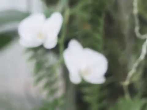 Ben Kaczor - Soul Feather