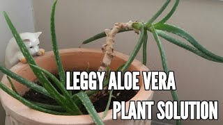 Leggy aloe vera plant | How to save leggy plants | How to save aloe vera leaves