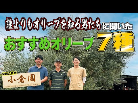 オリーブの木用の木灰