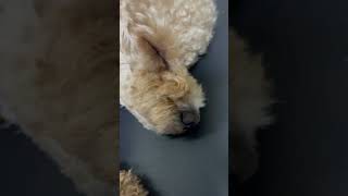 자는 뚜띠 #puppy #cute #cutedog