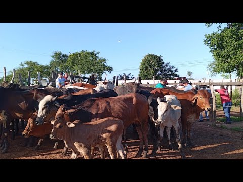 NA FEIRA DO GADO DE LIMOEIRO PERNAMBUCO (30 DE ABRIL DE 2026)