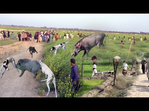 Dog Shakar Dog Soor New Shikar 2026 Malik Mustafa khar World Boar