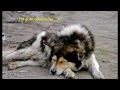 Грустная история собаки, до слёз 