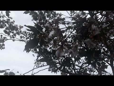 Yami's Sin - Oh God Bless (Prod By. Spencer_) [Official Music Video]