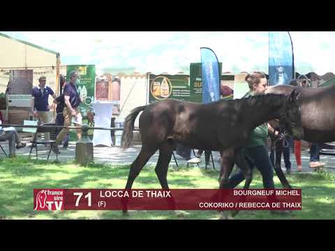 Sprinter Sacré Show 2021 : Lot 71 - Locca de Thaix