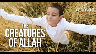 The Creatures of Allah (Killing Animals and Trees)