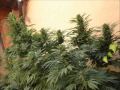 Triple Six Mafia - Smoke if you got it_0001.wmv