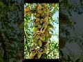 Beautiful Pistachio Tree Youtubeshorts Pistachio Tree