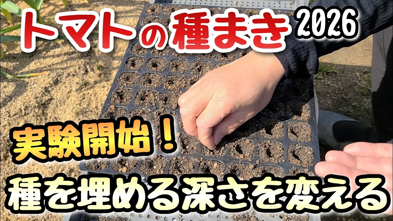 【トマト】種まき時の種を埋める深さの実験開始～サンマルツァーノ～ 